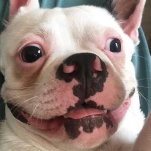 Meet your Posher, Lawson